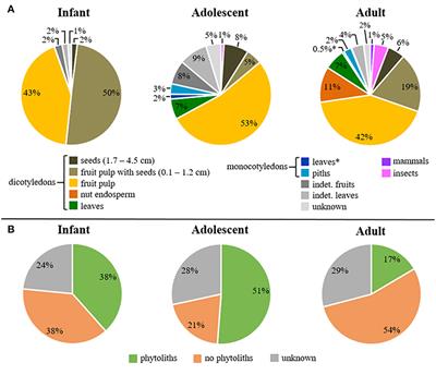 Ontogenetic Dietary Shifts and Microscopic Tooth Wear in Western Chimpanzees